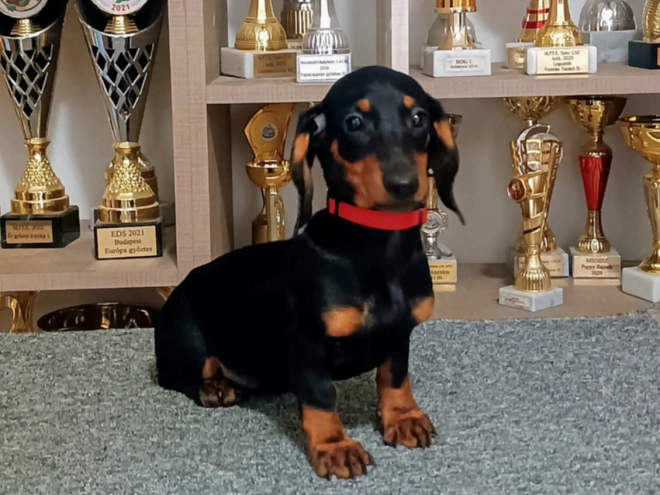 Dachshund puppy for sale