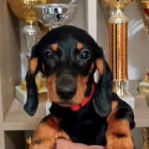 Isabella, black and tan Dackel Welpen kaufen
