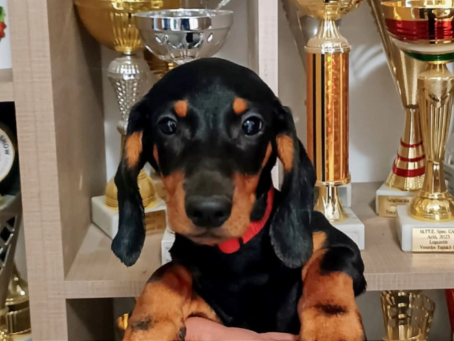 Dachshund puppy for sale