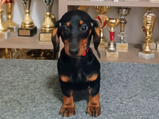 Dachshund puppy for sale