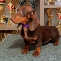 Ruby, brown and tan Dackel Welpen kaufen