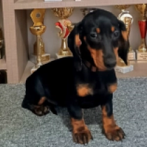 Alice, black and tan Dackel Welpen kaufen