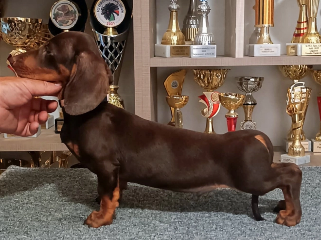 Dachshund puppy for sale