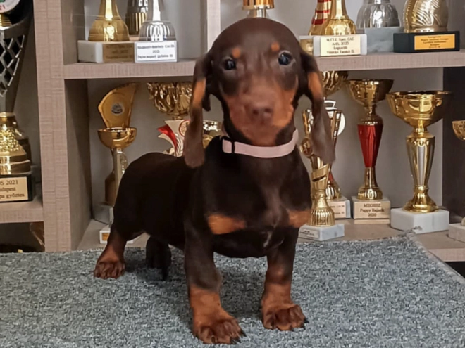 Dachshund puppy for sale