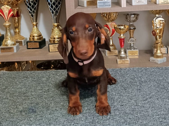 Dachshund puppy for sale