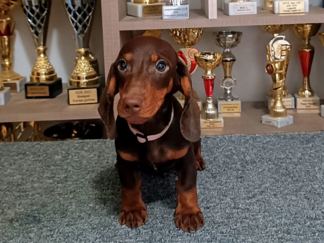 Dachshund puppy for sale