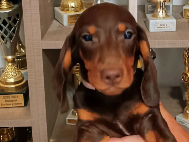 Dachshund puppy for sale
