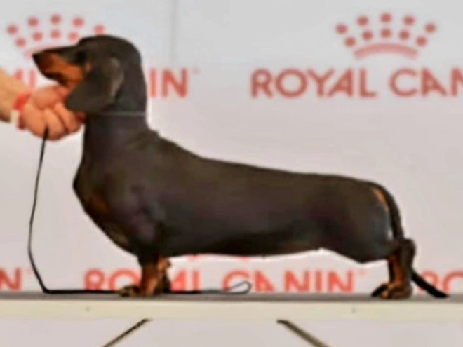 Dachshund puppy for sale