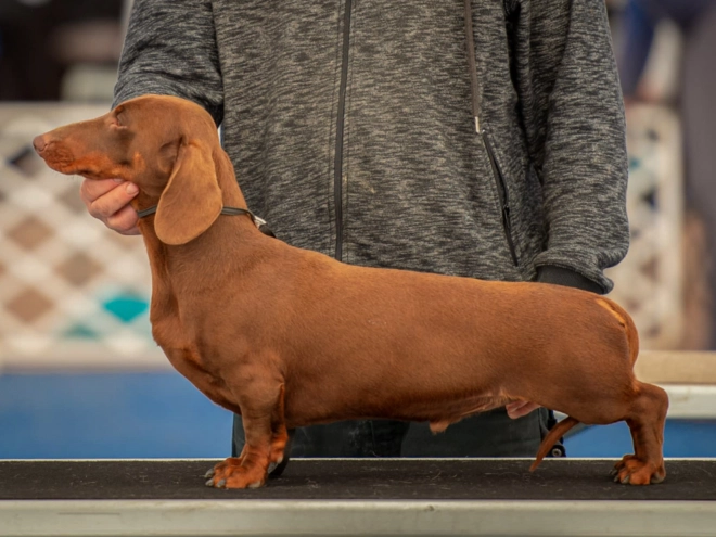 Dachshund puppy for sale