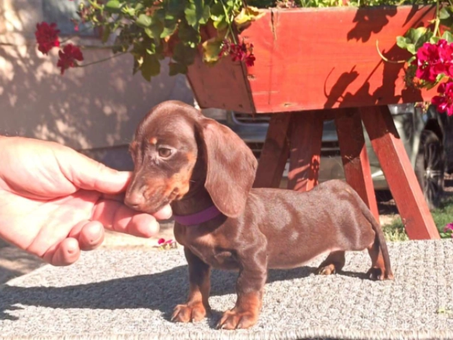 Perros Dachshund en venta