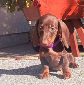 Perros Dachshund en venta