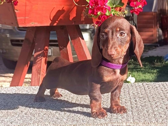 Perros Dachshund en venta