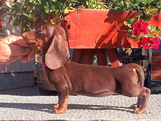 Perros Dachshund en venta