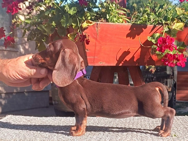 Perros Dachshund en venta