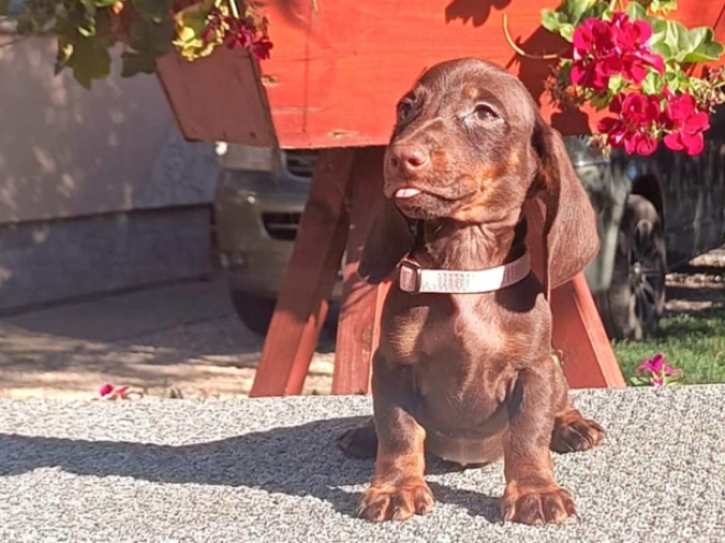 Perros Dachshund en venta