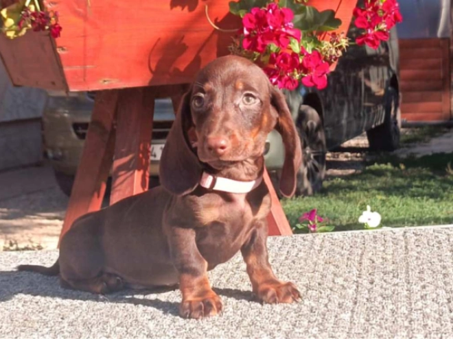 Perros Dachshund en venta