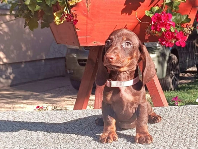 Perros Dachshund en venta