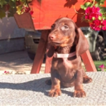 Dash – miniature, chocolate and tan Dachshund for sale