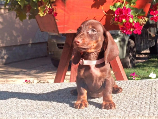 Perros Dachshund en venta