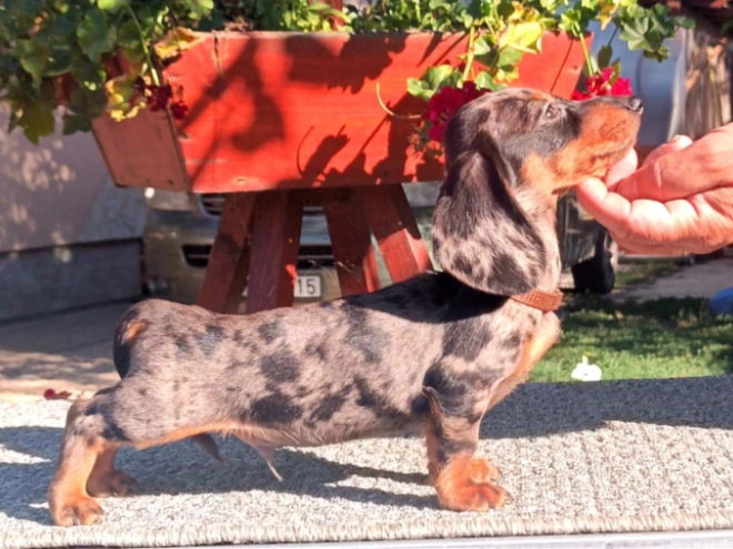Dachshund puppy for sale