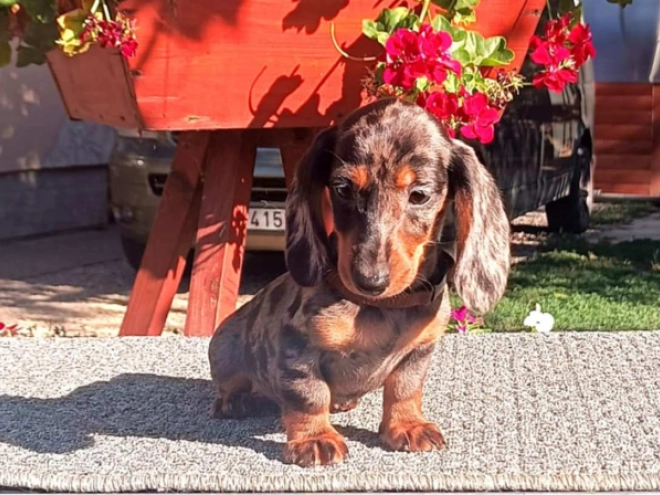 Dachshund puppy for sale