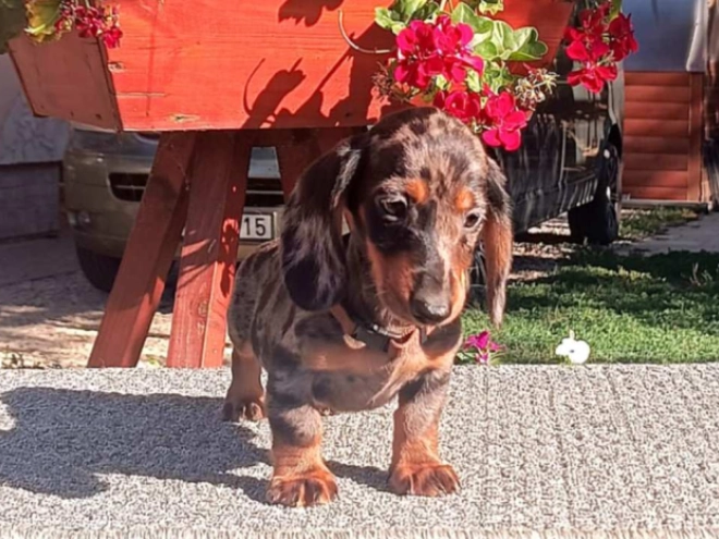Dachshund puppy for sale