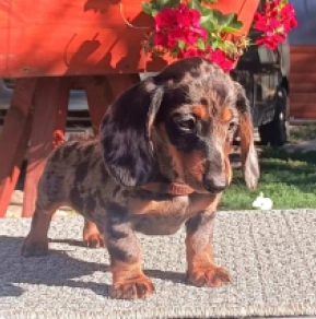 Perros Dachshund en venta