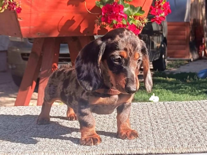 Dachshund puppy for sale