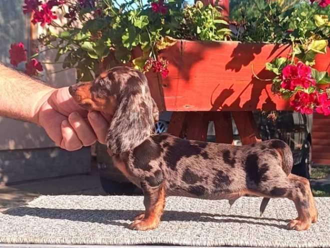 Dachshund puppy for sale
