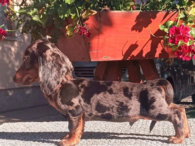 Dachshund puppy for sale