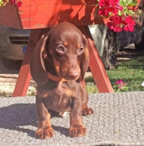 Perros Dachshund en venta