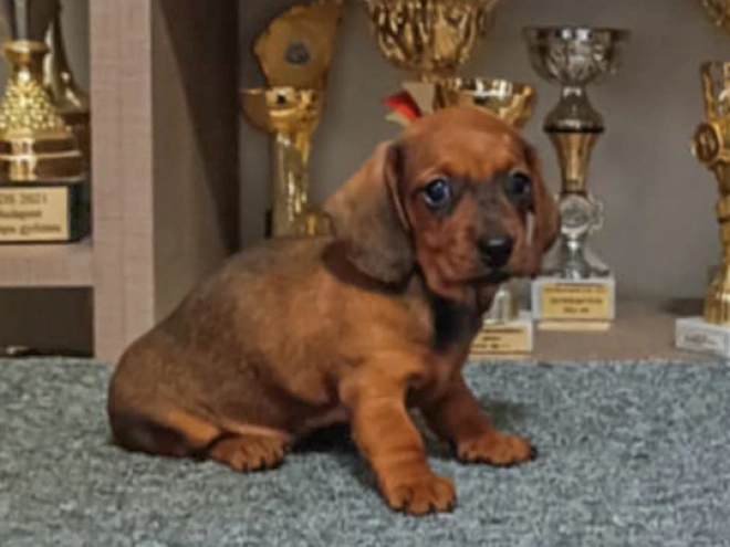 Perros Dachshund en venta