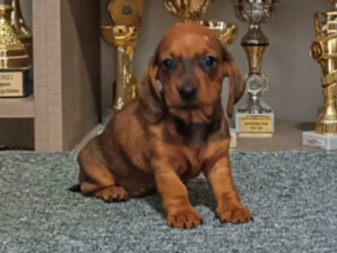 Perros Dachshund en venta