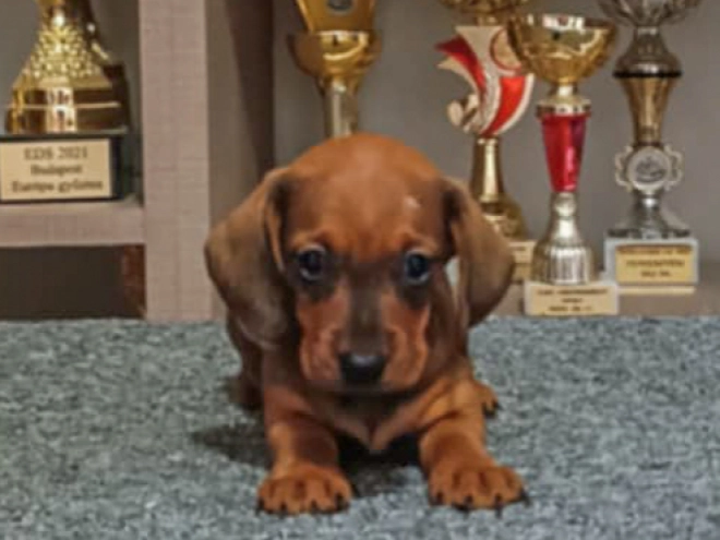 Perros Dachshund en venta