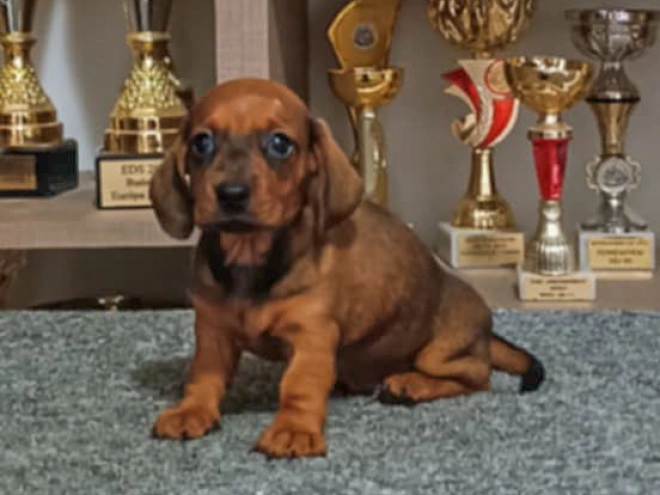 Perros Dachshund en venta