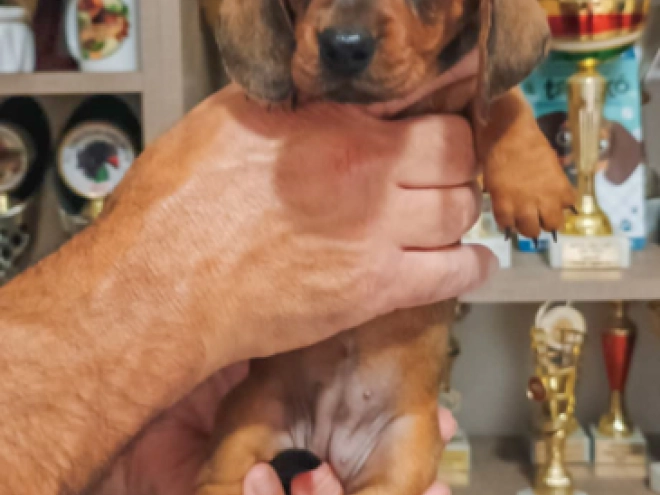 Perros Dachshund en venta