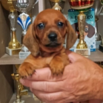 Charlie Brown – kaninchen, red Dackel Welpen kaufen