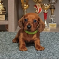 Little Dog – kaninchen, red Dackel Welpen kaufen