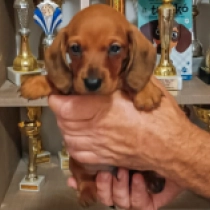 Sam – kaninchen, red Dachshund for sale