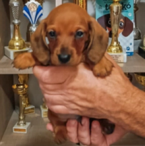 Perros Dachshund en venta