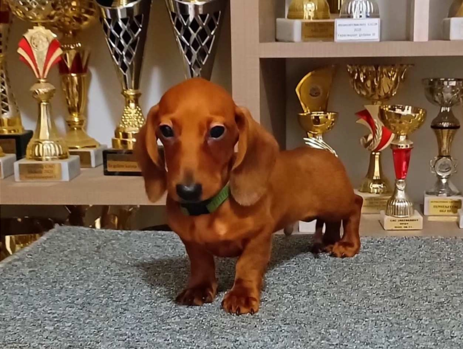 Sam kaninchen Dachshund Puppy for sale EuroPuppy