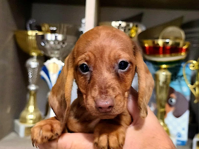 Dachshund puppy for sale