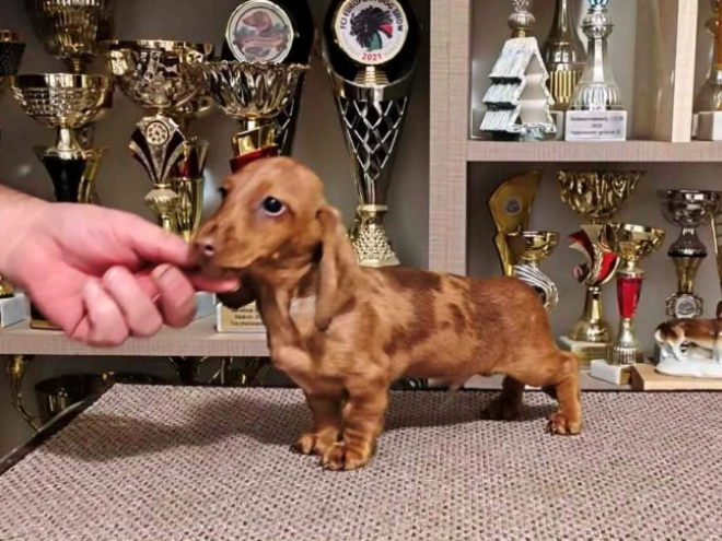 Dachshund puppy for sale