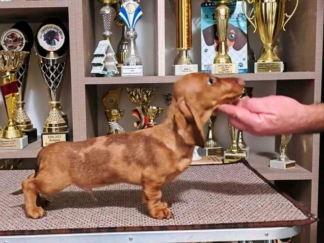 Dachshund puppy for sale