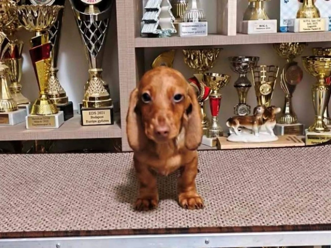 Dachshund puppy for sale