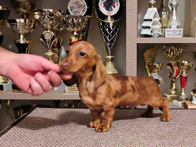 Dachshund puppy for sale