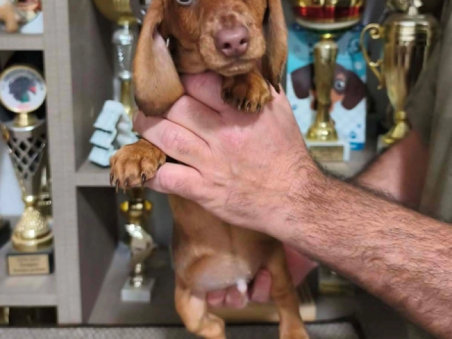 Dachshund puppy for sale