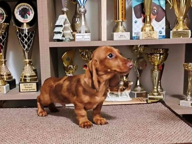 Dachshund puppy for sale