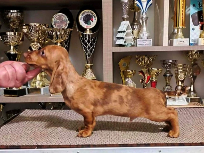 Dachshund puppy for sale