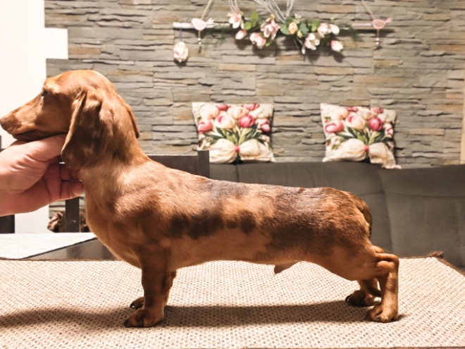 Dachshund puppy for sale
